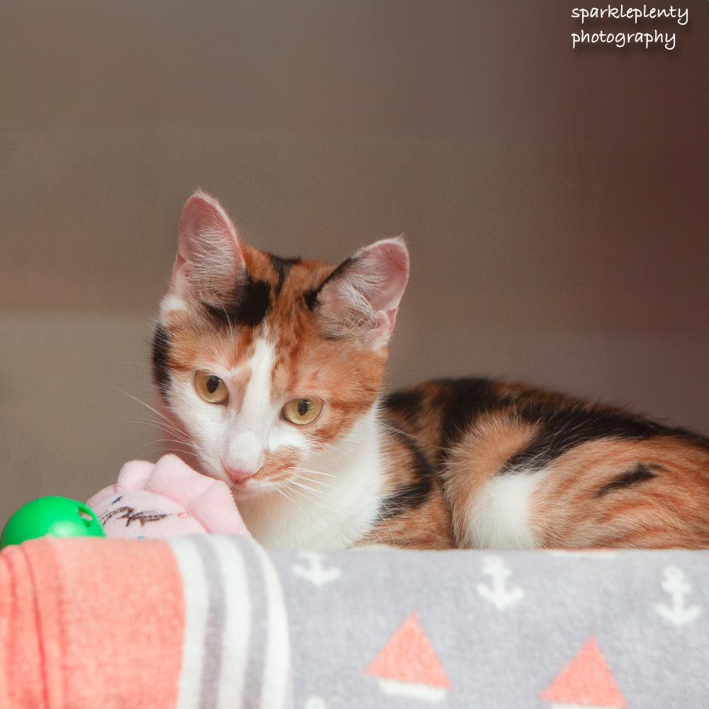 Enlarge Barbara, an adoptable Domestic Short Hair in Ridgefield, CT image 4/4