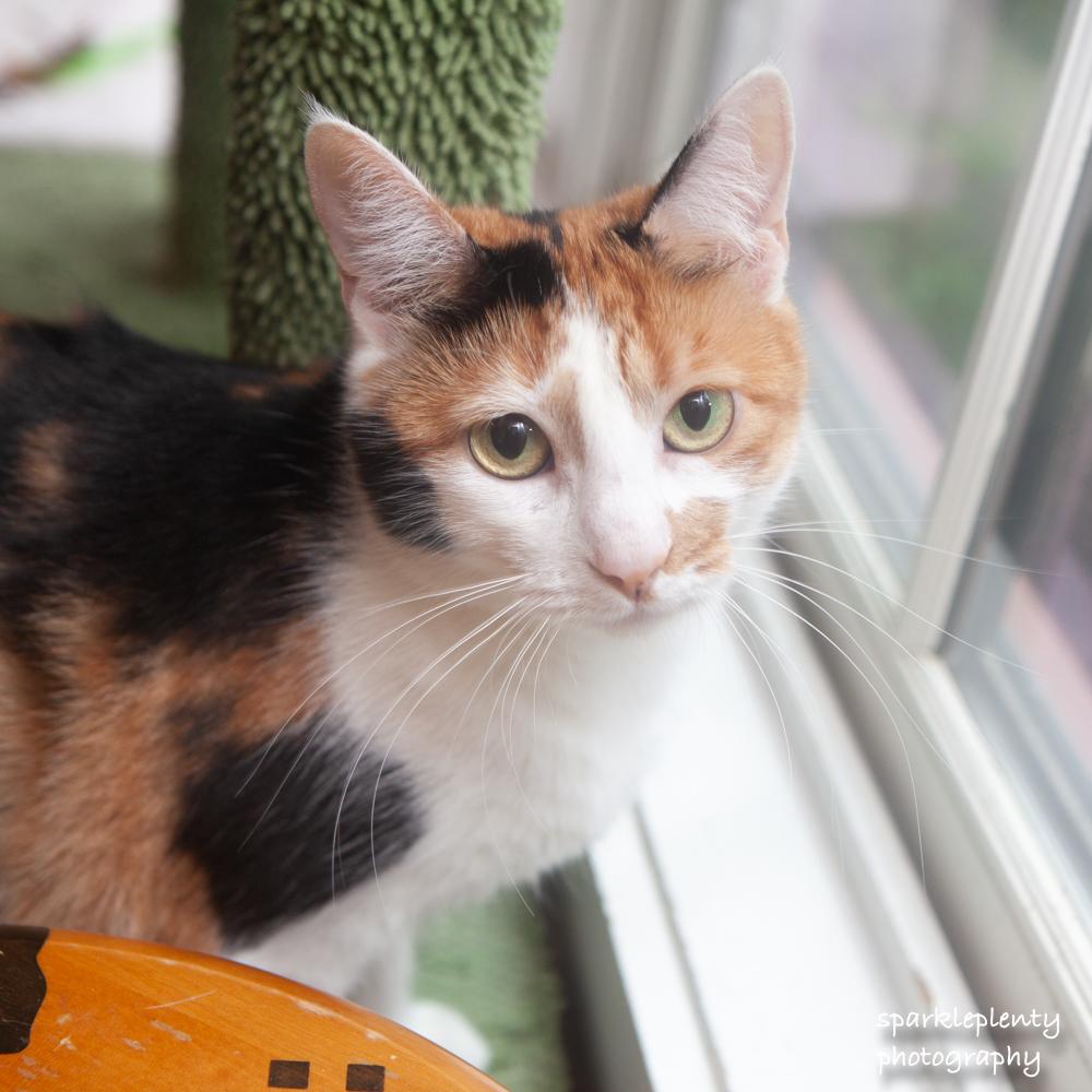 Enlarge Barbara, an adoptable Domestic Short Hair in Ridgefield, CT image 1/6