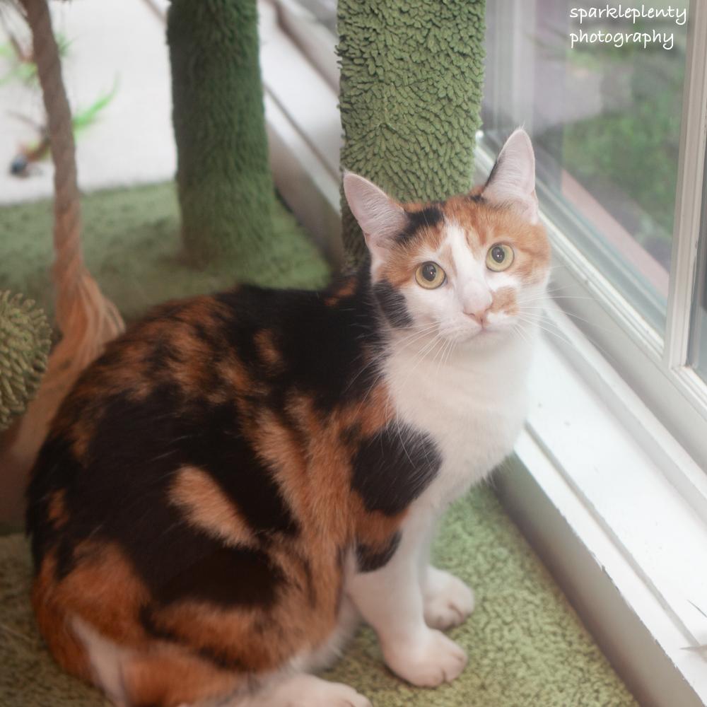 Enlarge Barbara, an adoptable Domestic Short Hair in Ridgefield, CT image 3/6