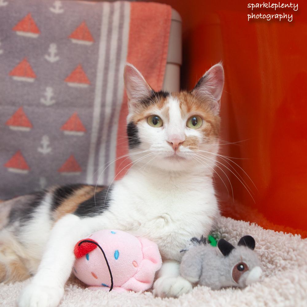 Enlarge Barbara, an adoptable Domestic Short Hair in Ridgefield, CT image 1/4