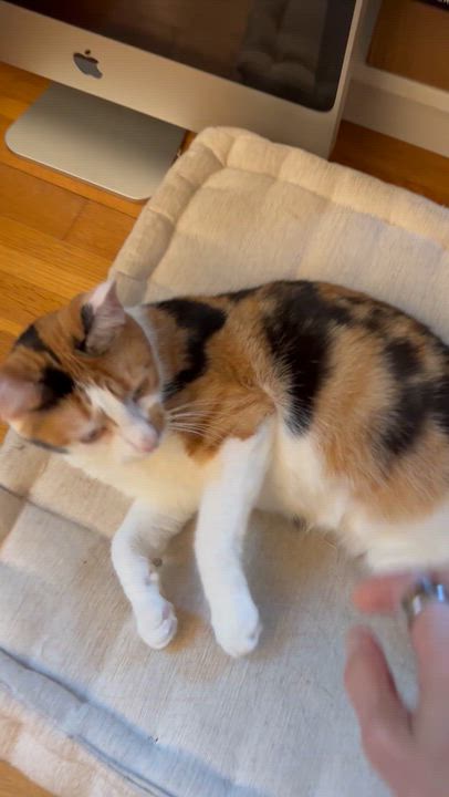 Enlarge Barbara, an adoptable Domestic Short Hair in Ridgefield, CT video 5/6