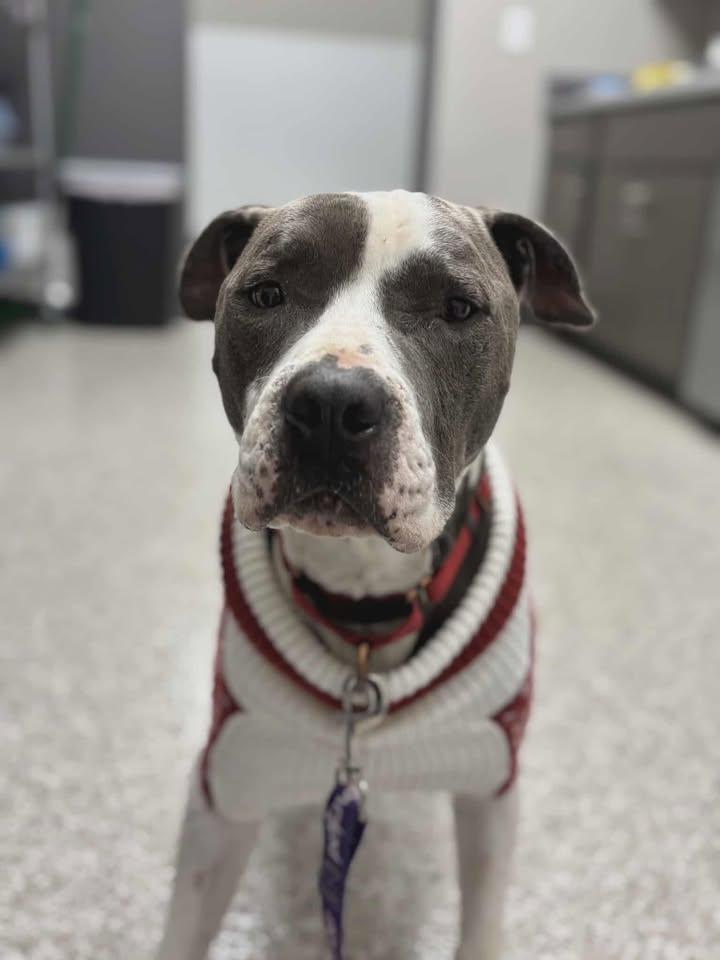Enlarge Yogi, a Adoptable mixed breed in Shepherdsville, KY image 1/4