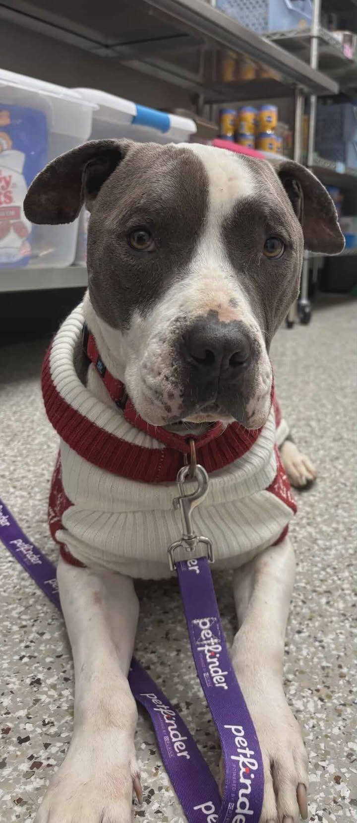 Enlarge Yogi, a Adoptable mixed breed in Shepherdsville, KY image 2/4