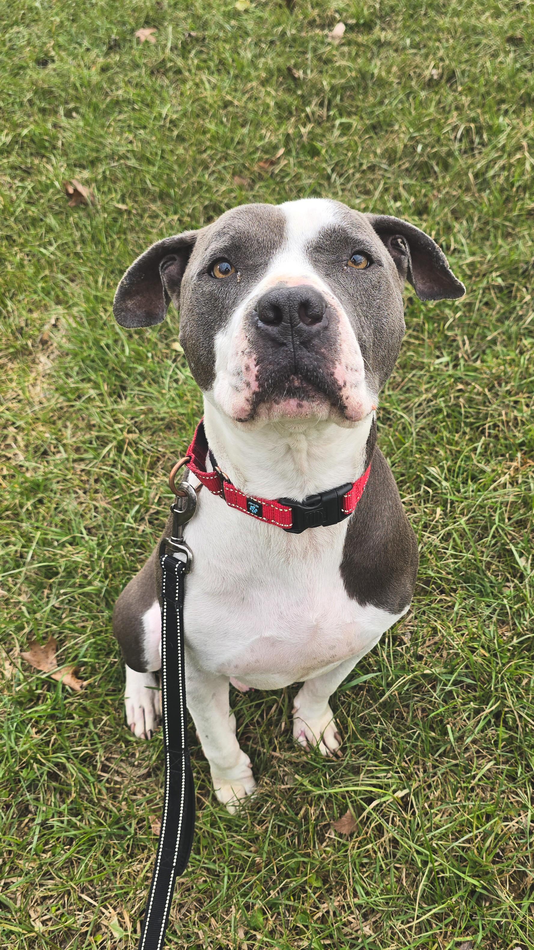Enlarge Yogi, a Adoptable mixed breed in Shepherdsville, KY image 1/6