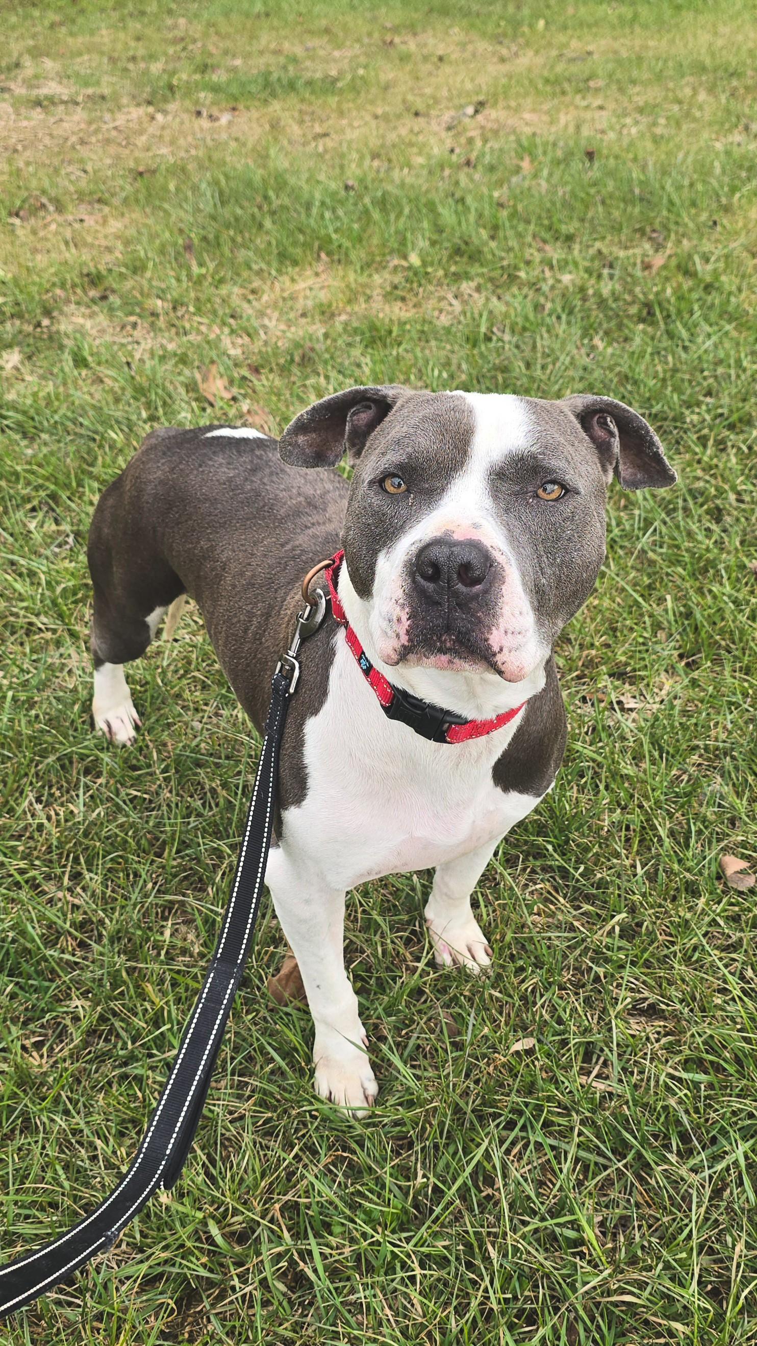 Enlarge Yogi, a Adoptable mixed breed in Shepherdsville, KY image 3/6