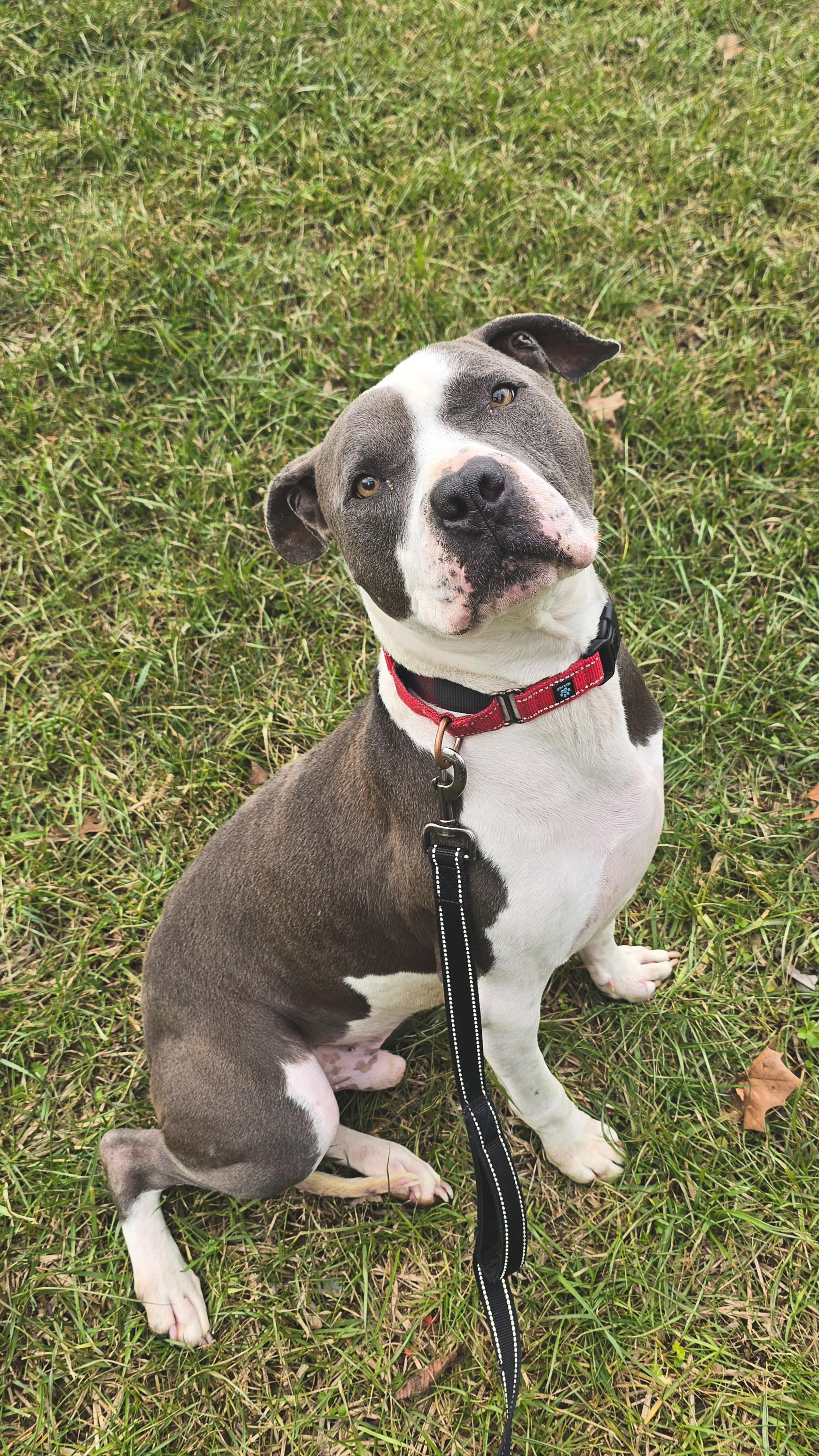 Enlarge Yogi, a Adoptable mixed breed in Shepherdsville, KY image 2/6