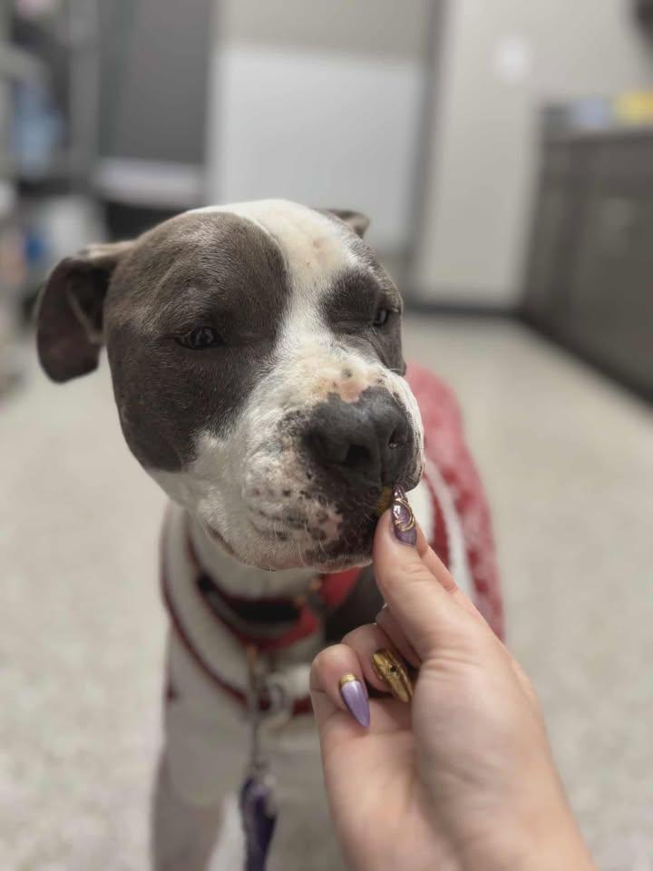 Enlarge Yogi, a Adoptable mixed breed in Shepherdsville, KY image 3/4