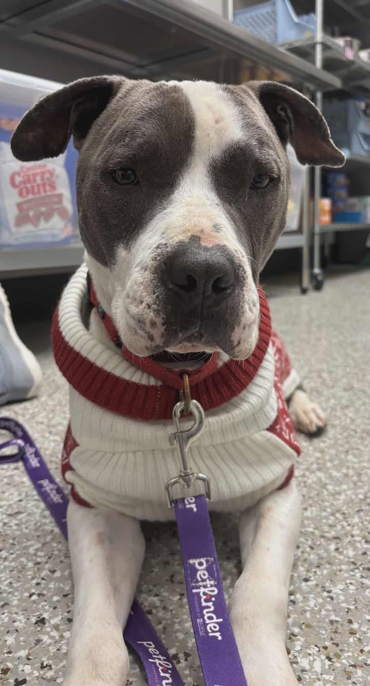 Yogi, Adoptable, Adult Male Pit Bull Terrier.