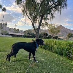 Mystery, a Adoptable Mixed Breed in Palm Springs, CA image 1/6