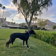 Mystery, a Adoptable Mixed Breed in Palm Springs, CA image 2/6