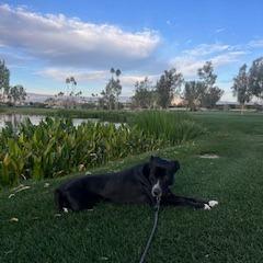 Mystery, a Adoptable Mixed Breed in Palm Springs, CA image 3/6