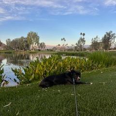 Mystery, a Adoptable Mixed Breed in Palm Springs, CA image 4/6