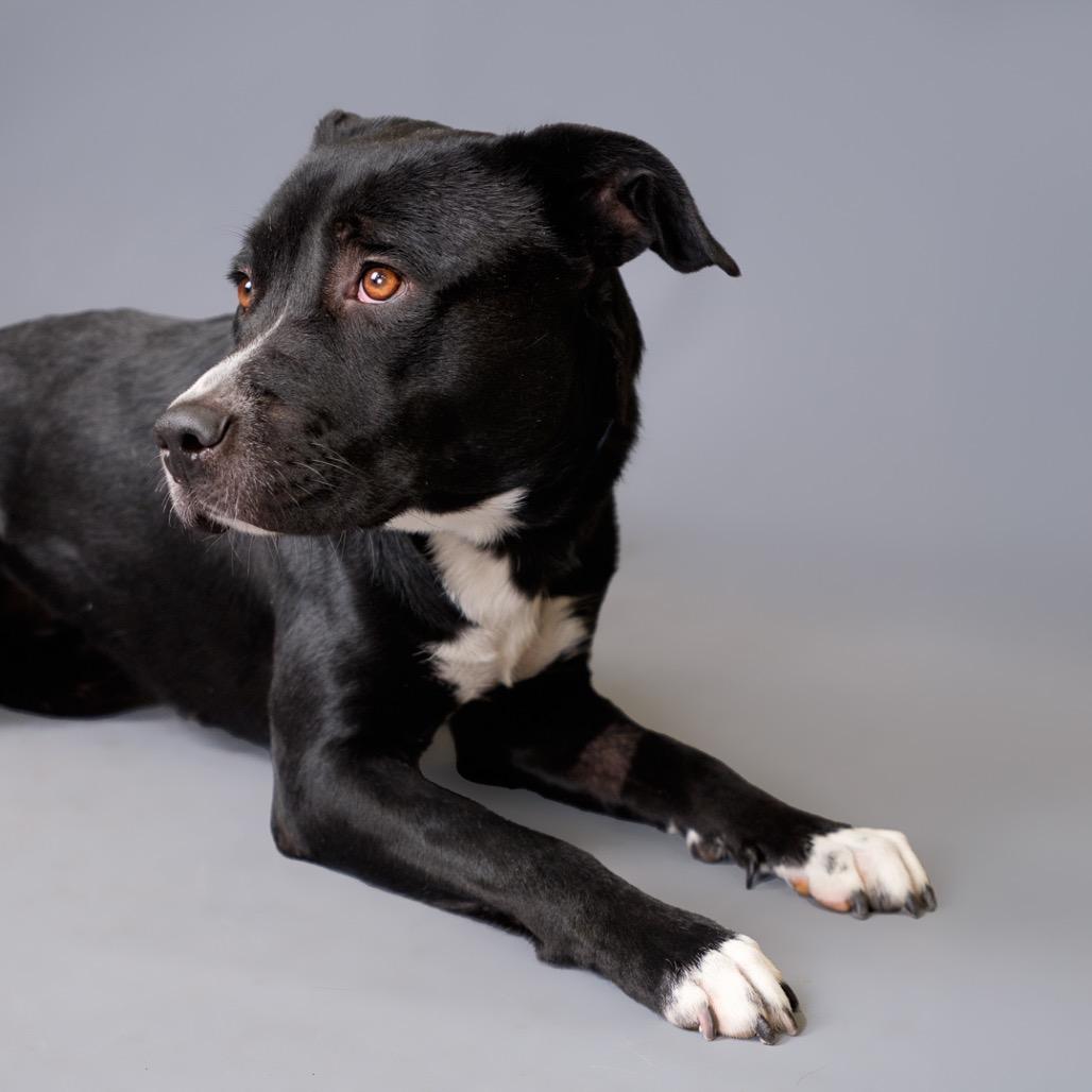 Mystery, Adoptable, Adult Female Mixed Breed.