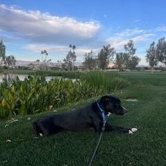 Mystery, a Adoptable Mixed Breed in Palm Springs, CA image 6/6