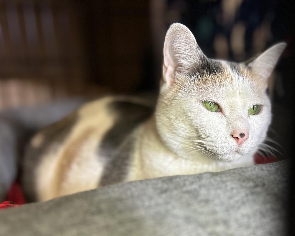 Luna, Adoptable, Adult Female Domestic Short Hair & Calico.