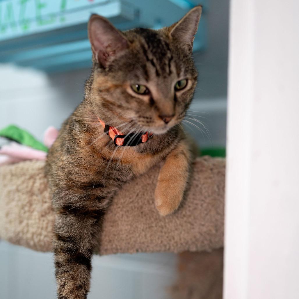 Parish, Adoptable, Adult Female American Shorthair.