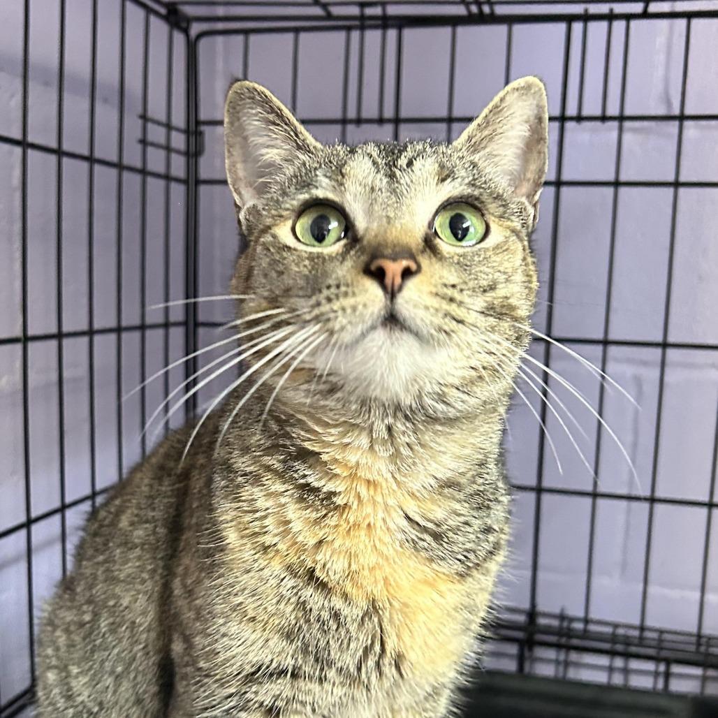 Parish, Adoptable, Adult Female American Shorthair.