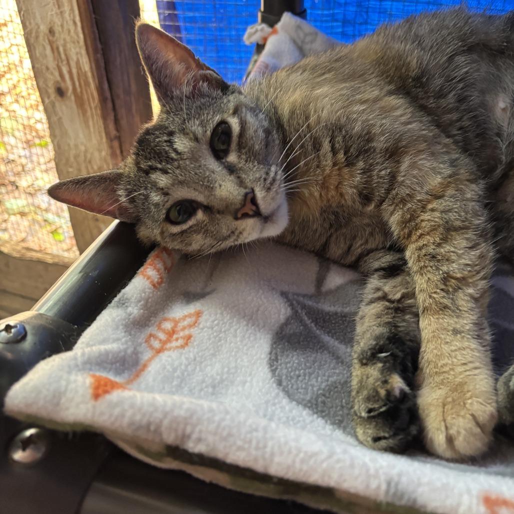 Enlarge Parish, a Adoptable American Shorthair in Enterprise, AL image 2/2