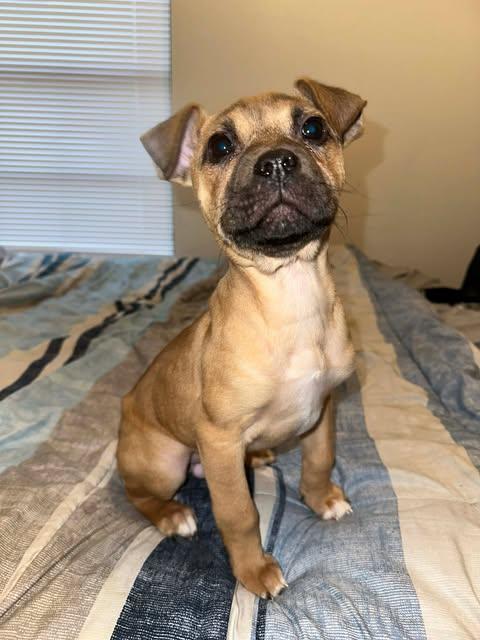 Enlarge Lucky, an adopted mixed breed in Wichita Falls, TX image 1/3