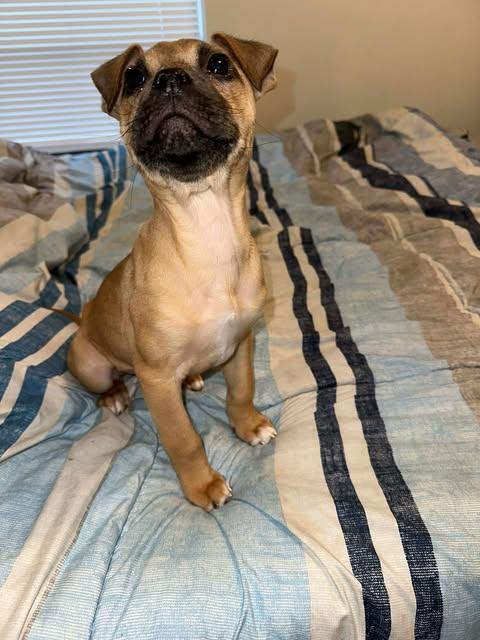 Enlarge Lucky, an adopted mixed breed in Wichita Falls, TX image 3/3