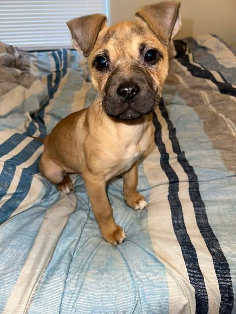 Enlarge Lucky, an adopted mixed breed in Wichita Falls, TX image 2/3