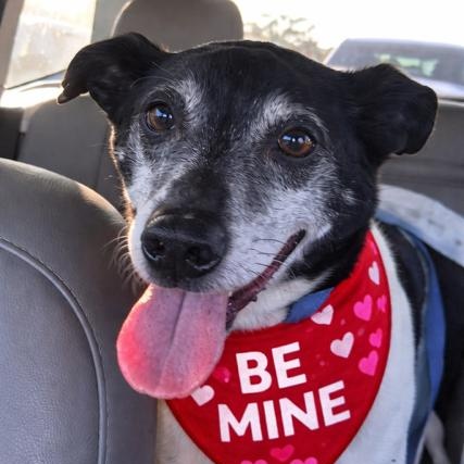 Fritz, adopted, Senior Male Smooth Fox Terrier & Beagle.