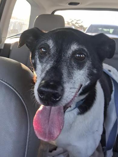 Enlarge Fritz, a Adoptable mixed breed in St. Petersburg, FL image 1/4