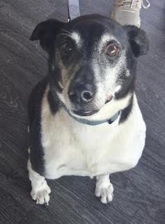 Enlarge Fritz, a Adoptable mixed breed in St. Petersburg, FL image 3/4