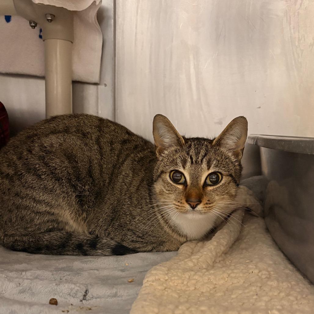 Binx, Adoptable, Adult Female Domestic Short Hair.