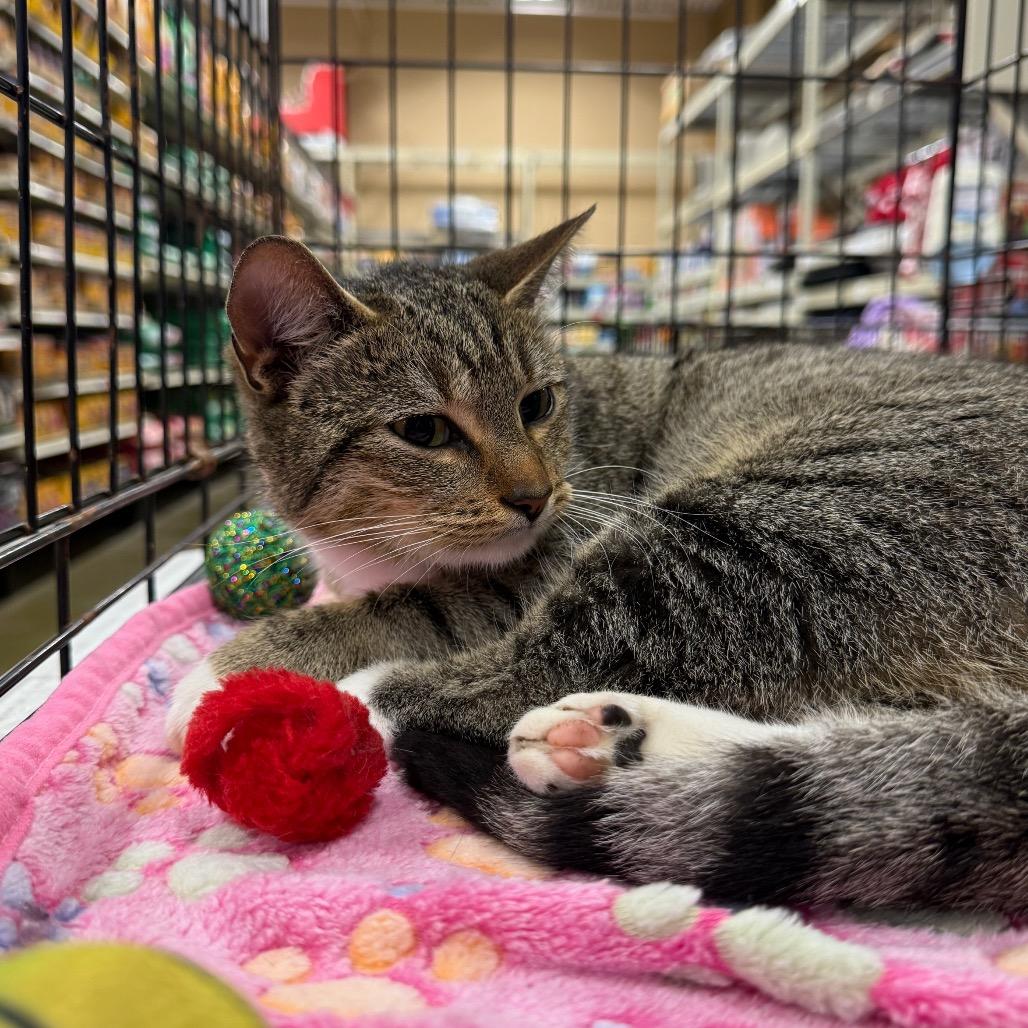 Enlarge Binx, a Adoptable Domestic Short Hair in Hamilton, GA image 3/5