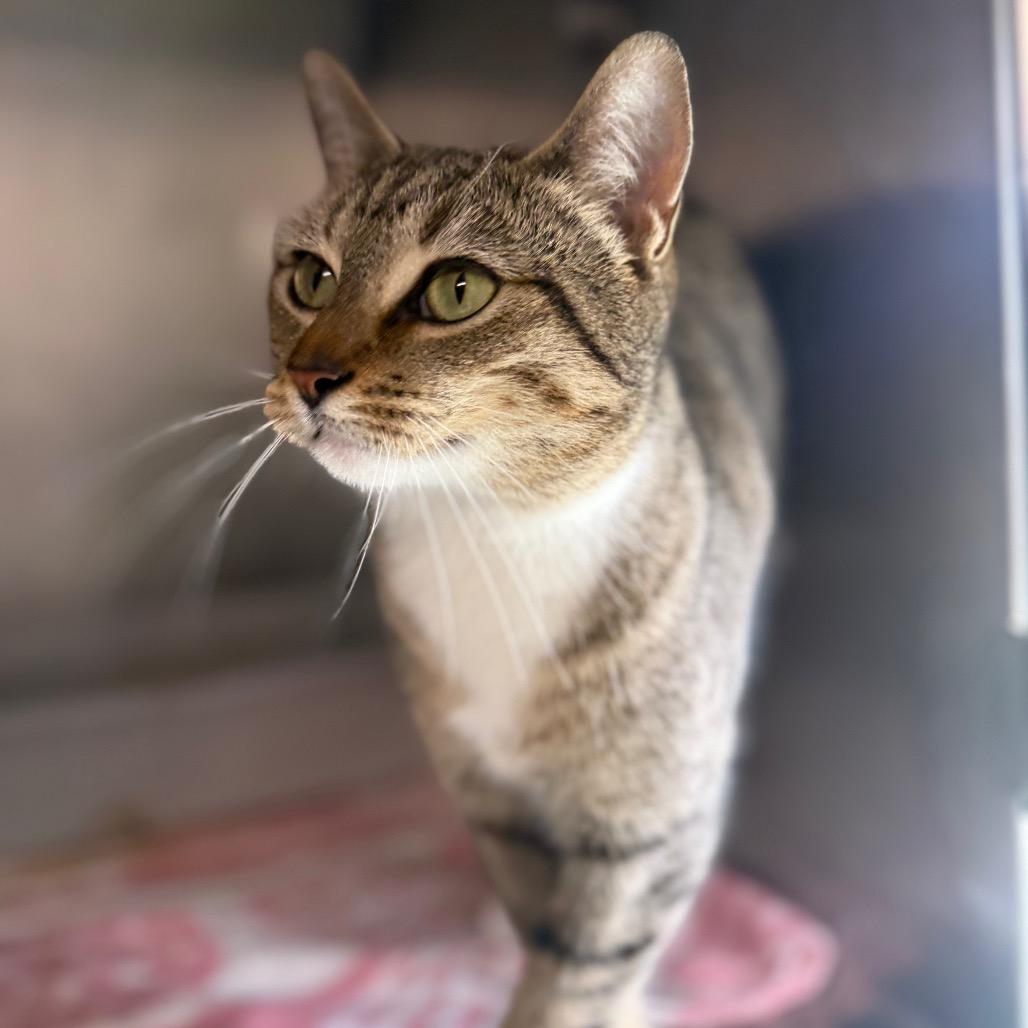 Enlarge Binx, a Adoptable Domestic Short Hair in Hamilton, GA image 3/6