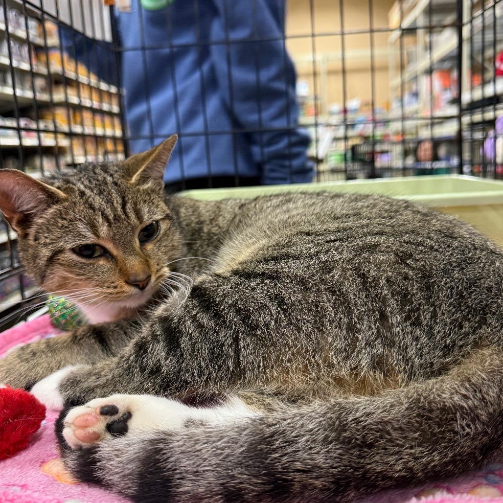 Enlarge Binx, a Adoptable Domestic Short Hair in Hamilton, GA image 4/5