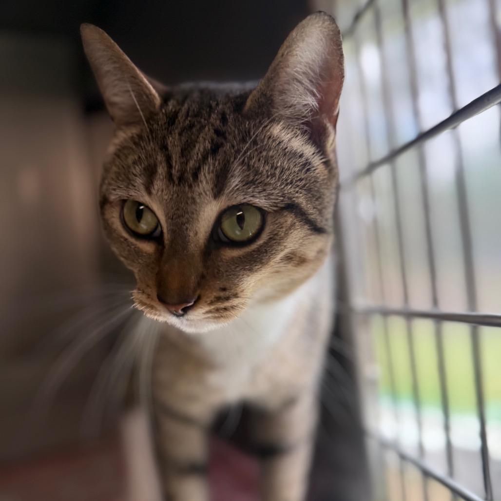 Enlarge Binx, a Adoptable Domestic Short Hair in Hamilton, GA image 5/6