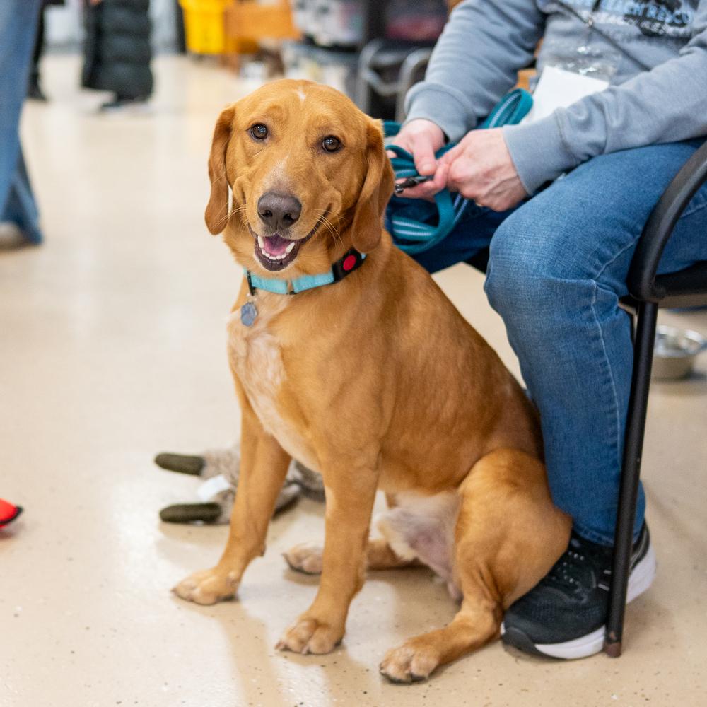 Enlarge Theodore, a Adoptable mixed breed in Mundelein, IL image 2/6