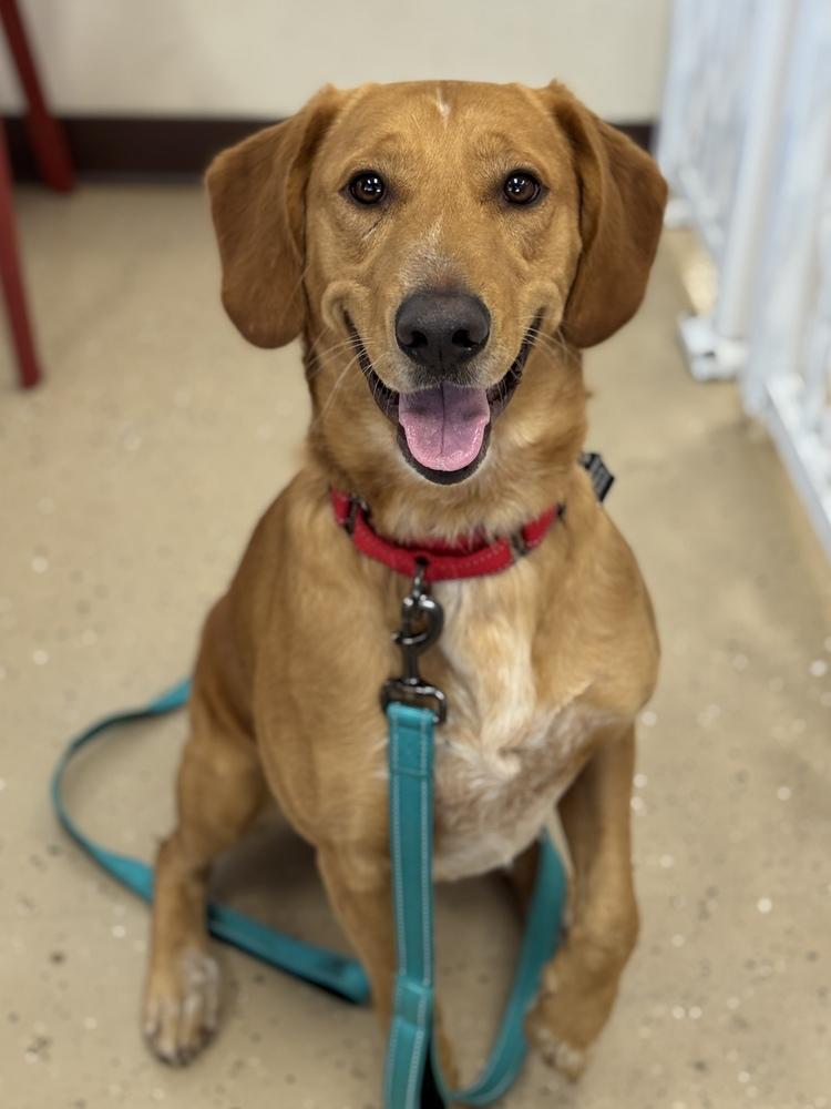 Enlarge Theodore, a Adoptable mixed breed in Mundelein, IL image 4/6
