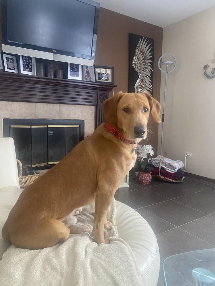 Enlarge Theodore, a Adoptable mixed breed in Mundelein, IL image 5/6