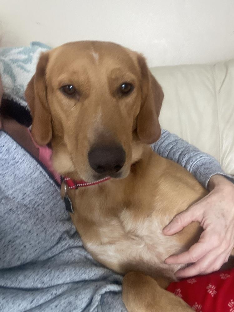 Enlarge Theodore, a Adoptable mixed breed in Mundelein, IL image 6/6