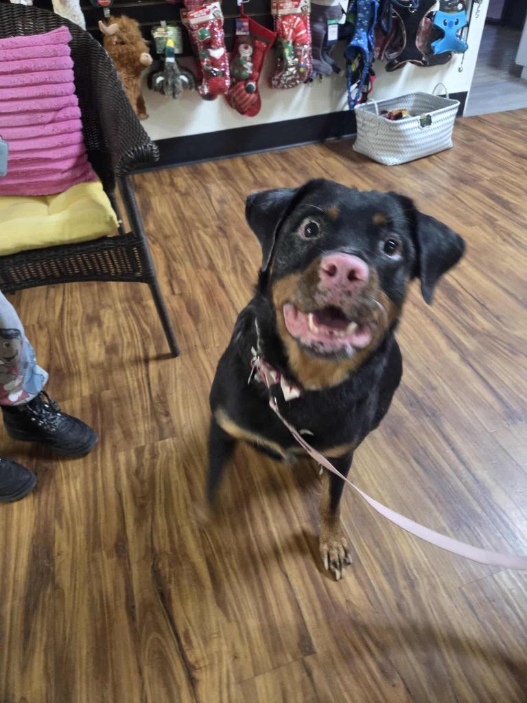 Enlarge Enpanada, a Adoptable mixed breed in Mesa, AZ image 1/4