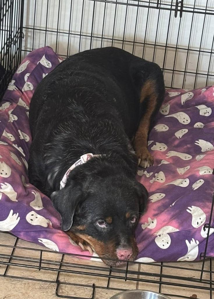 Enlarge Enpanada, a Adoptable mixed breed in Mesa, AZ image 2/4