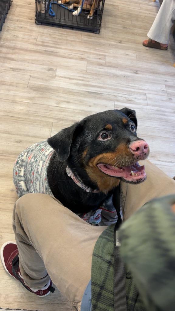 Enlarge Enpanada, a Adoptable mixed breed in Mesa, AZ image 3/4