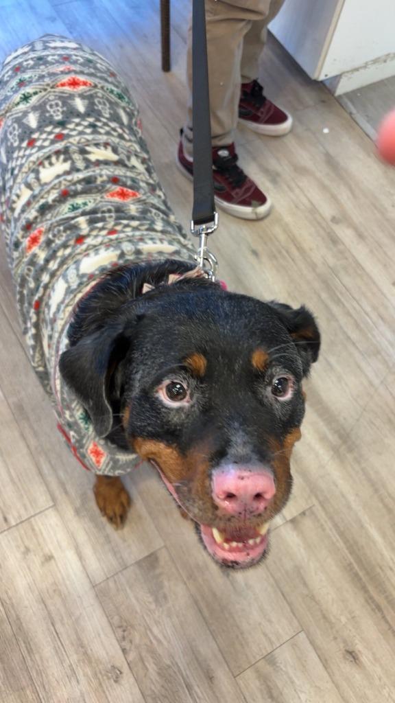 Enlarge Enpanada, a Adoptable mixed breed in Mesa, AZ image 4/4