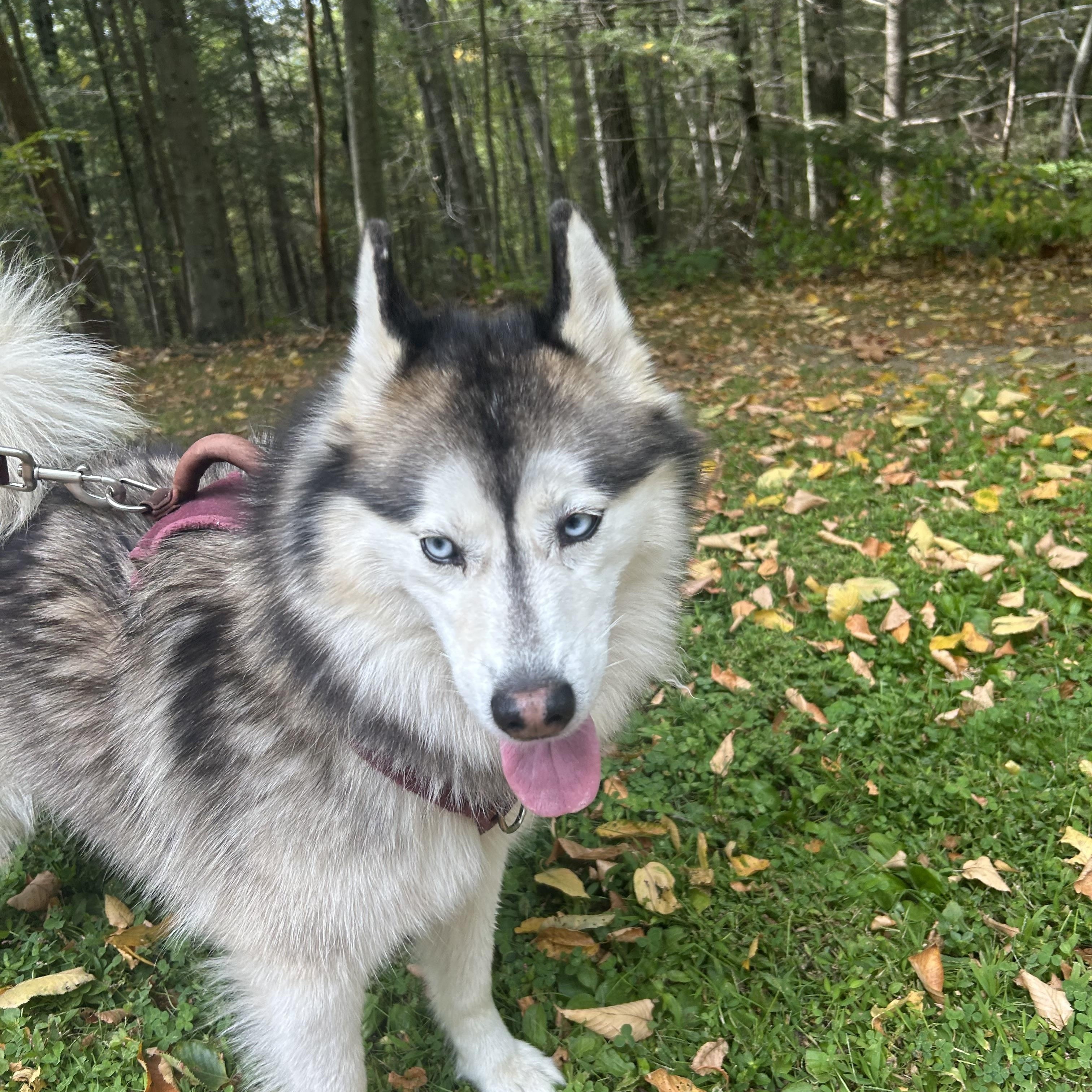 Enlarge Koda, a Adopted Pomsky in Brewster, NY image 6/6
