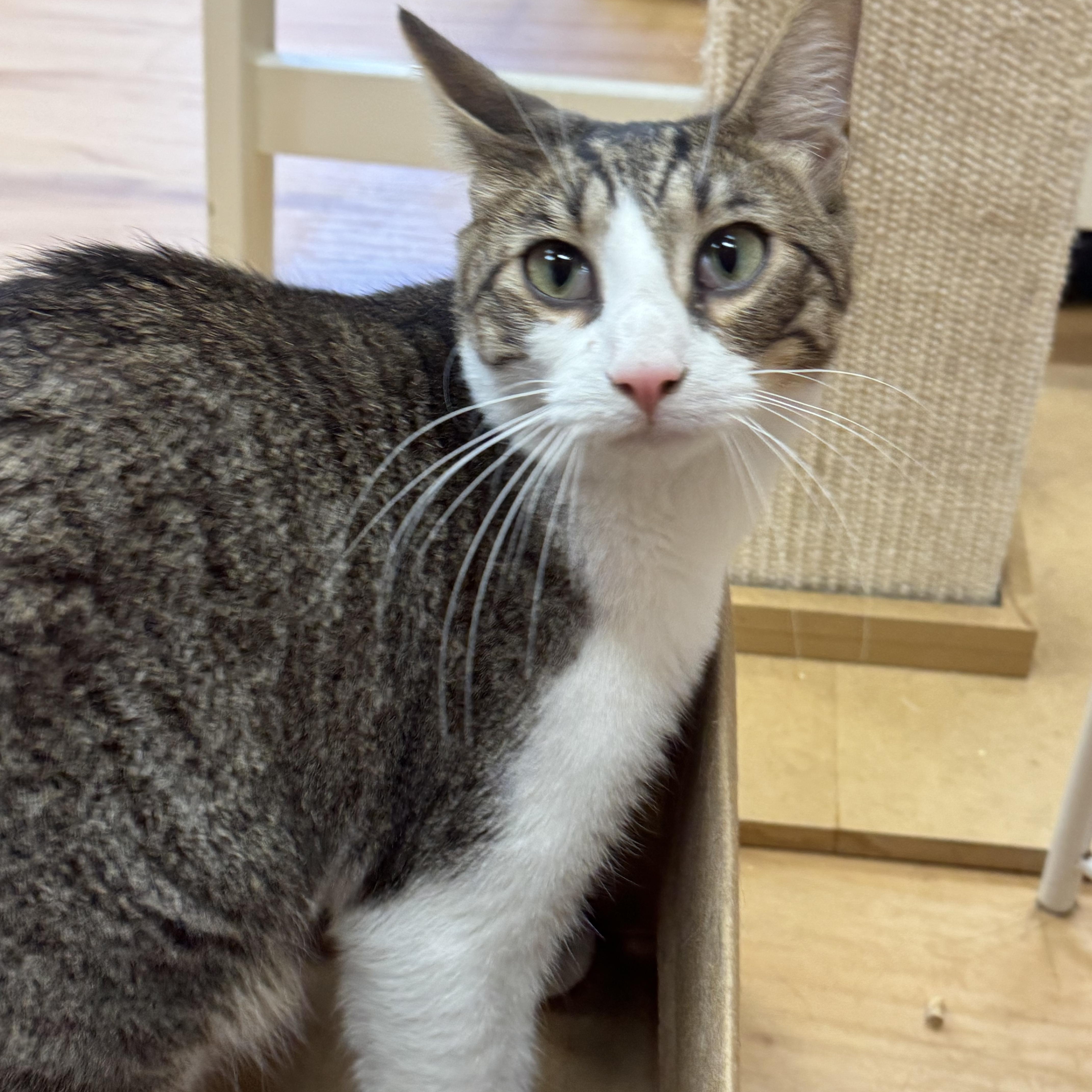 Uber, Adoptable, Young Male Domestic Short Hair.