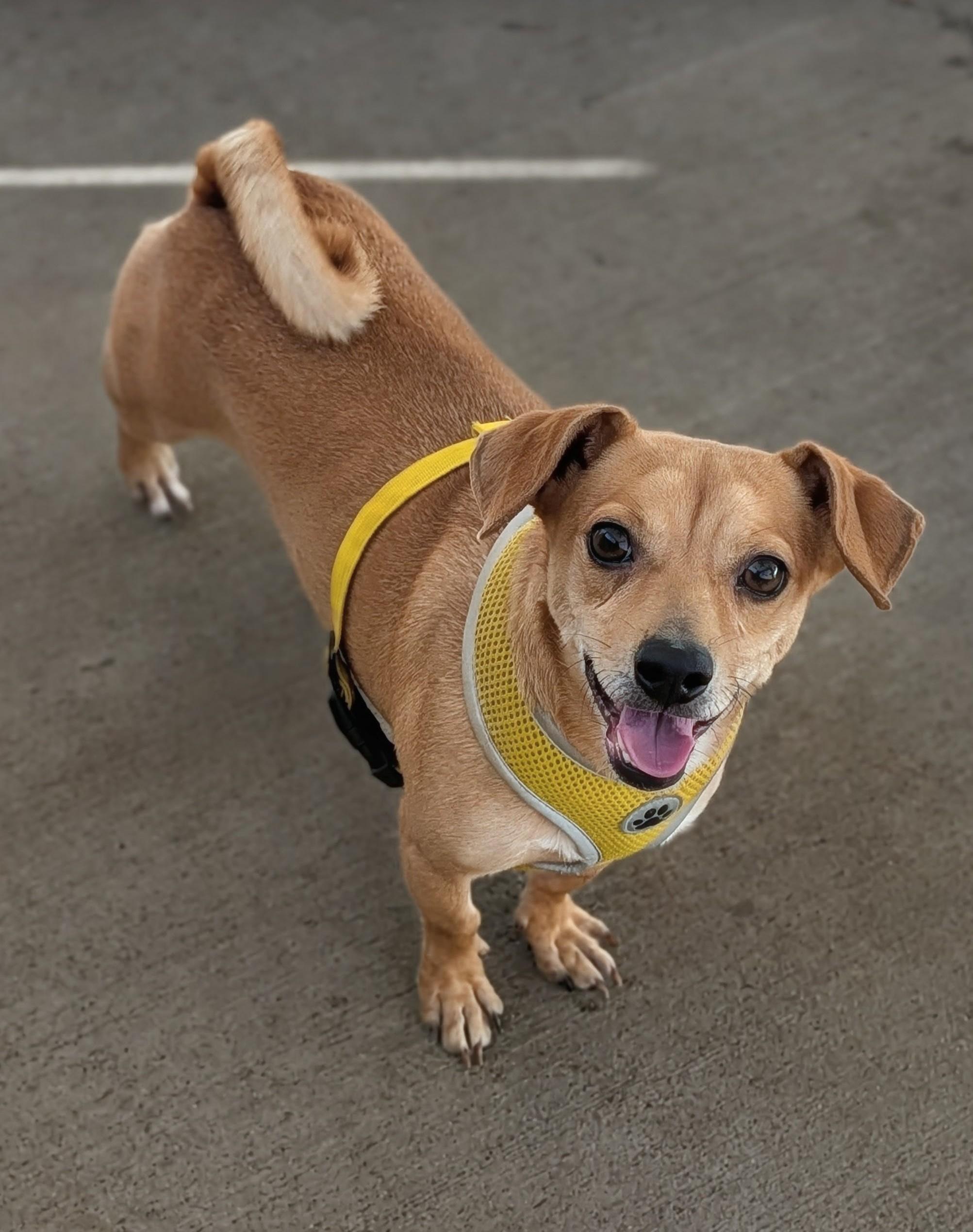 Enlarge Michele, a Adoptable mixed breed in Baton Rouge, LA image 4/5