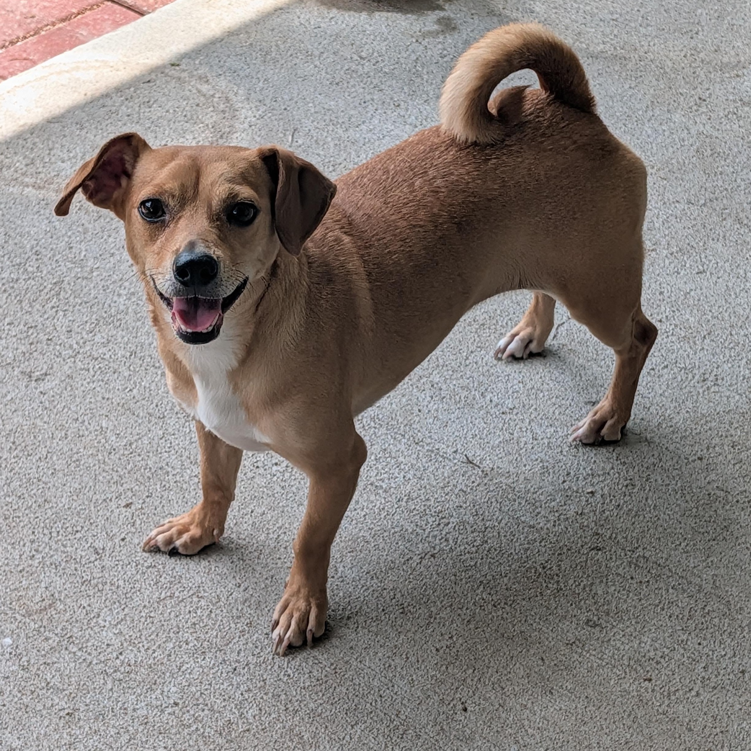 Enlarge Michele, a Adoptable mixed breed in Baton Rouge, LA image 3/5