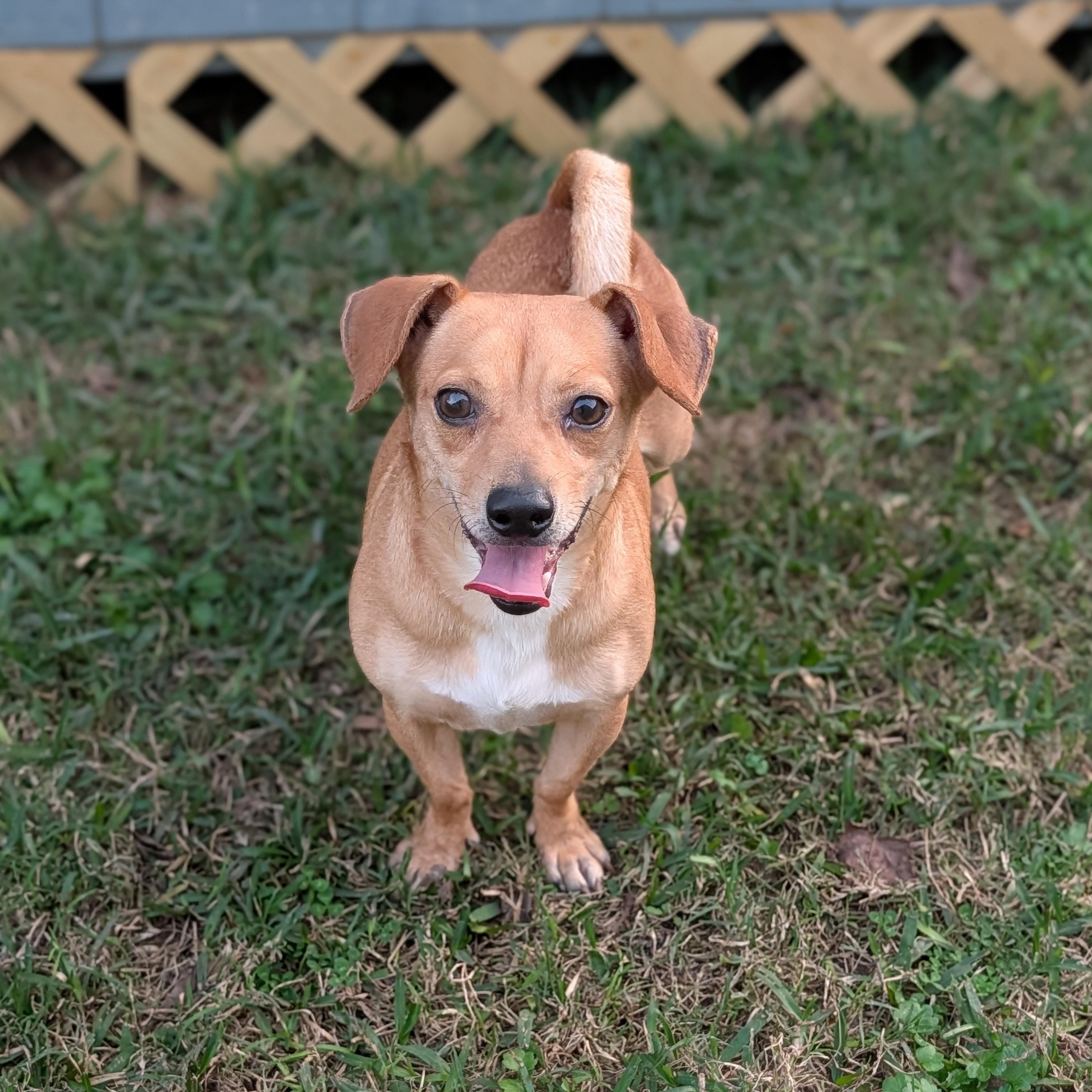 Enlarge Michele, a Adoptable mixed breed in Baton Rouge, LA image 2/5