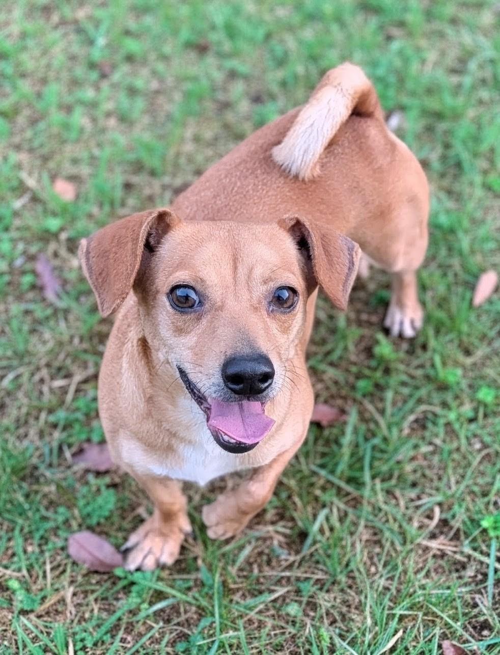 Michele, Adoptable, Adult Female Dachshund & Terrier.