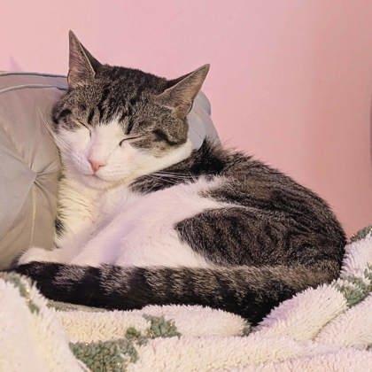 Harvey, Adoptable, Adult Male Domestic Short Hair.