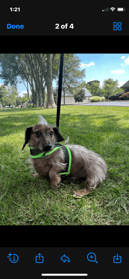 Shappy, Adult Male Dachshund