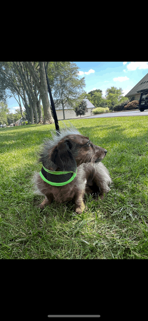 Shappy, a Adoptable Dachshund in Lebanon, OH image 2/8